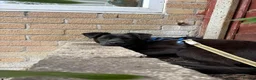 Mixed Breed dogs for adoption: Meet Loki, currently residing in Sheffield  in Sheffield - Advert 1