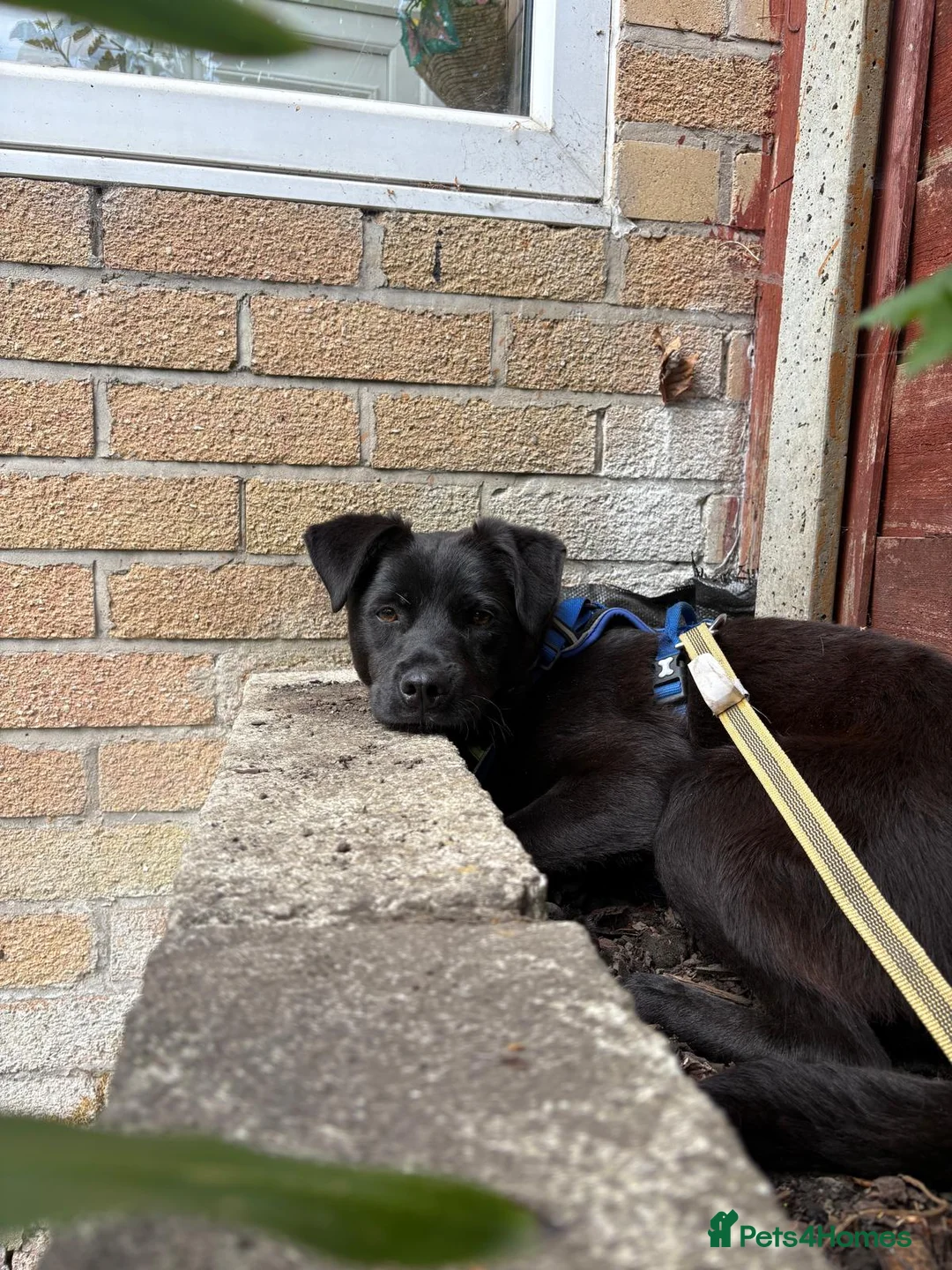 Mixed Breed dogs for adoption: Meet Loki, currently residing in Sheffield  in Sheffield - Advert 1
