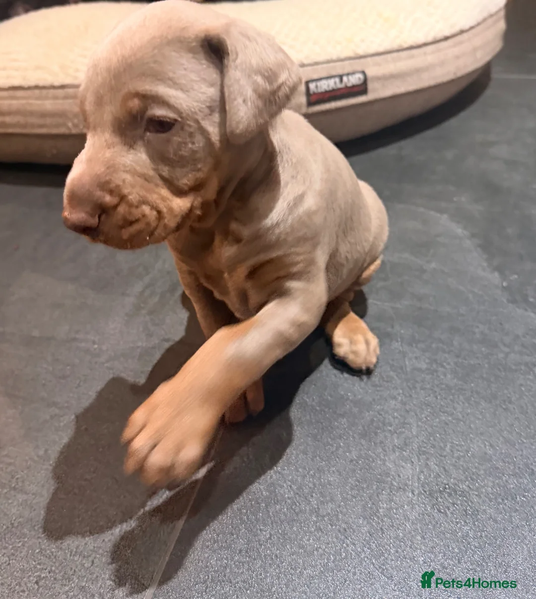 Dobermann dogs for sale: Doberman kennel club registered  - Advert 36