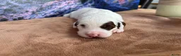 Sproodle dogs for sale: ✨RARE TRICOLOUR TUXEDO MERLE SPROODLES🐾❤️✨ TESTED - Advert 36