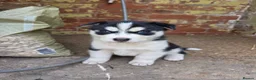 Siberian Husky dogs for sale: 🐺 Siberian Husky Puppies –Boys&Girls Available 🐾 - Advert 3