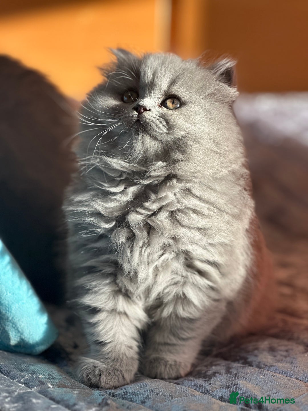 British Shorthair cats for sale: GCCF registered kitten  - Advert 26