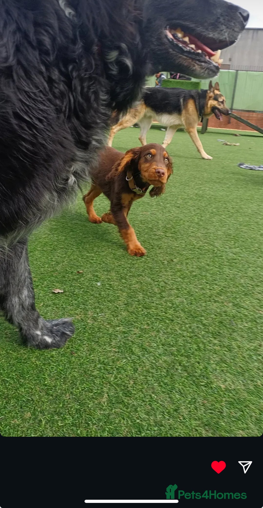 Cocker Spaniel dogs for sale: Re-homing our cocker spaniel puppy - Image 3