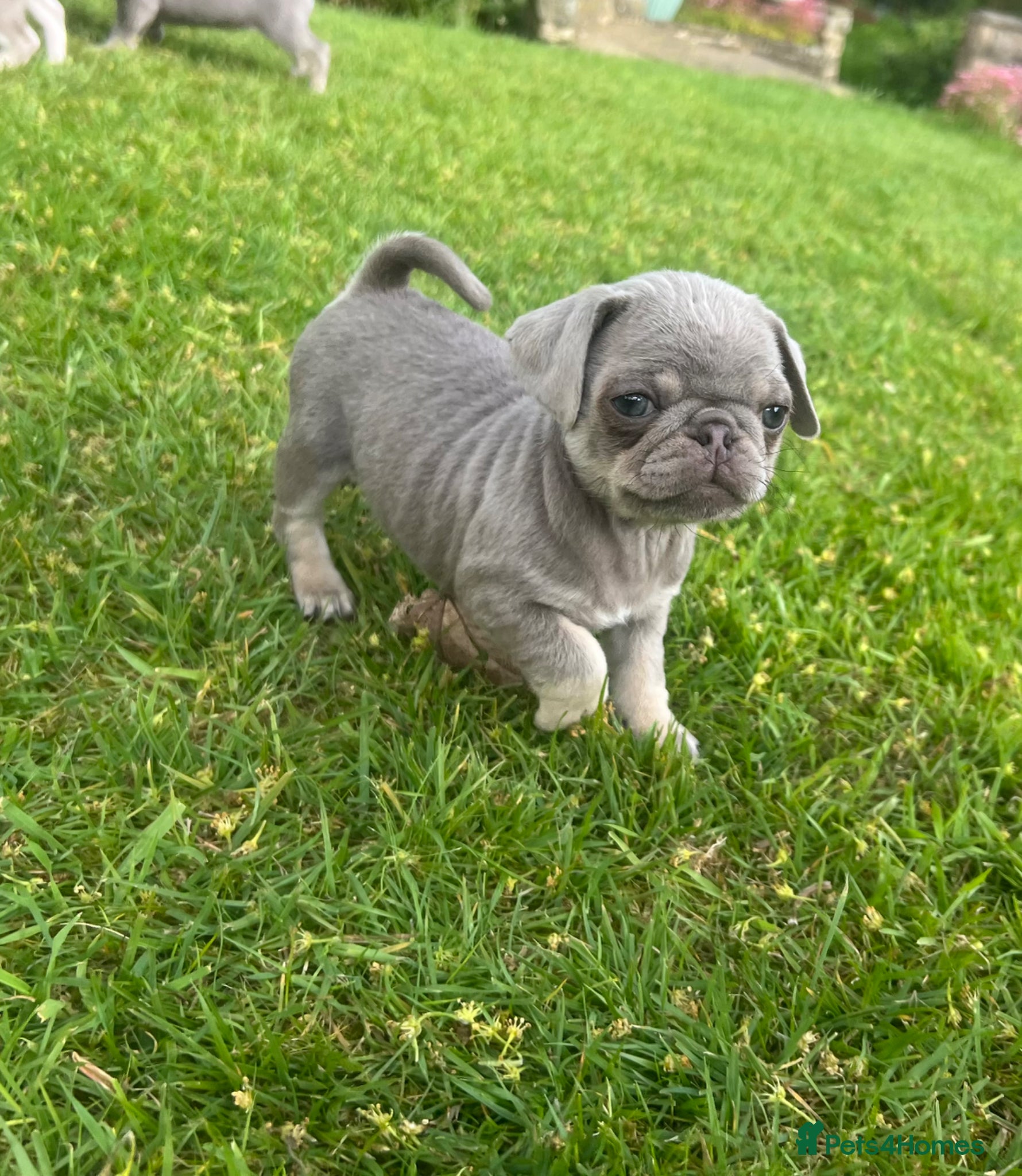 Pug dogs Female Pug puppies  - Advert 18