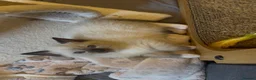 Siamese cats for sale: TWO SIAMESE GIRLS LEFT - Advert 12