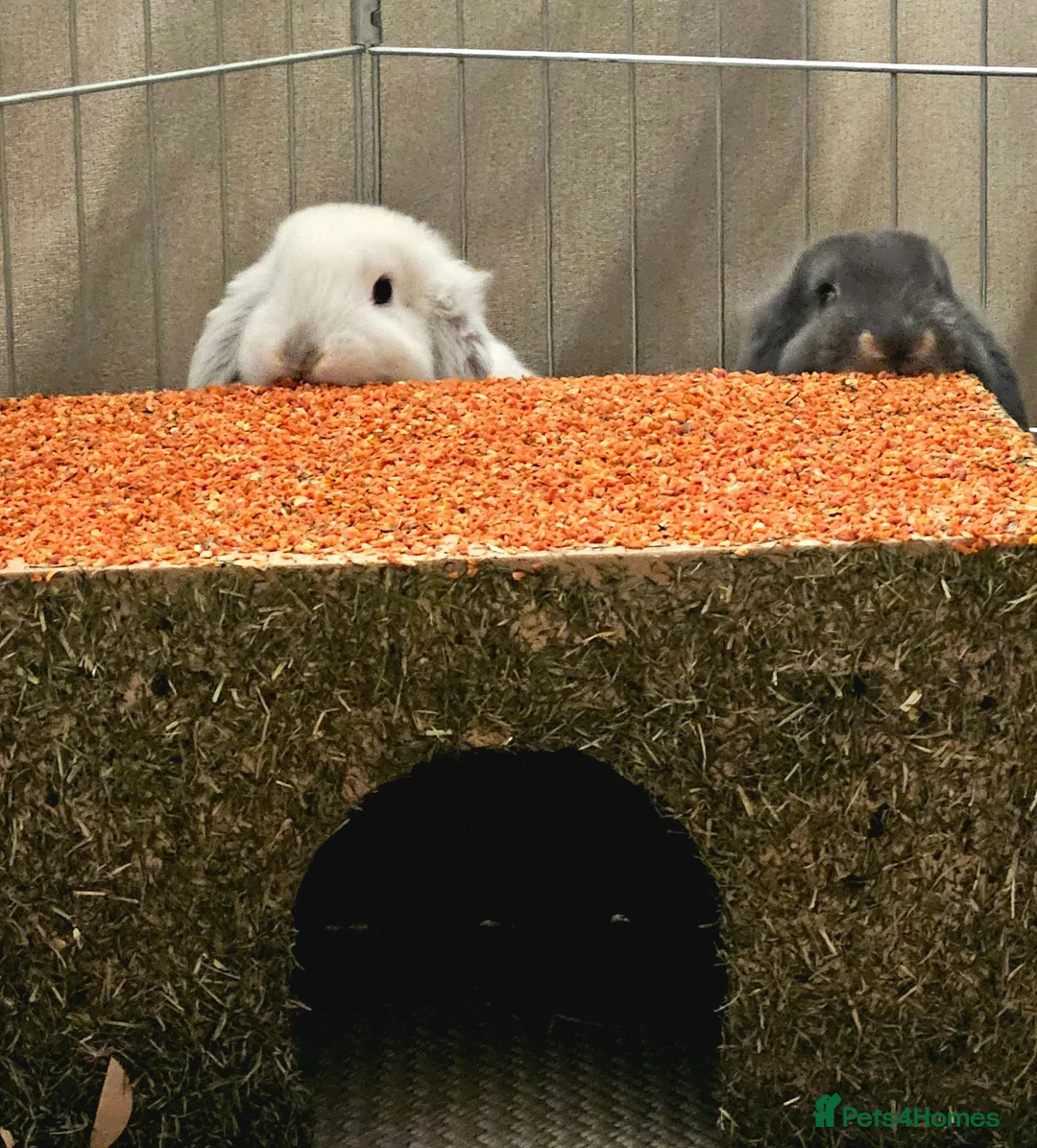 Mixed Breed rabbits for sale: Young Rabbits looking for new home in Alfreton - Advert 1