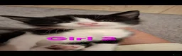Mixed Breed cats for sale: Kittens  in Mitcham - Advert 3
