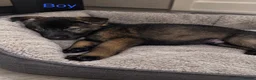 Akita dogs for sale: American Akita puppies - Advert 10