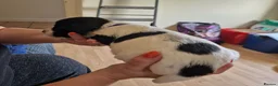Sprocker dogs for sale: Gorgeous Sprocker Spaniel Puppies! - Advert 34