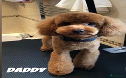Maltipoo dogs for sale: 🐾 maltipoo puppy’s 🐾 - Image 25