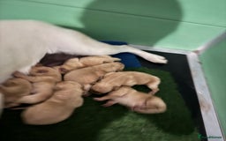 Labrador Retriever dogs for sale: KC Health Tested Fox Red Labrador pups  - Image 17