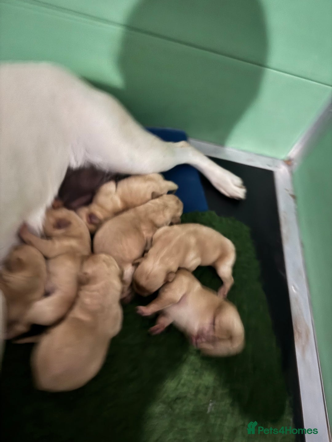 Labrador Retriever dogs for sale: KC Health Tested Fox Red Labrador pups  - Image 17