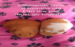 Guinea Pig rodents for sale: Skinnys Werewolfs & Lakelands Available Ready Now - Image 11
