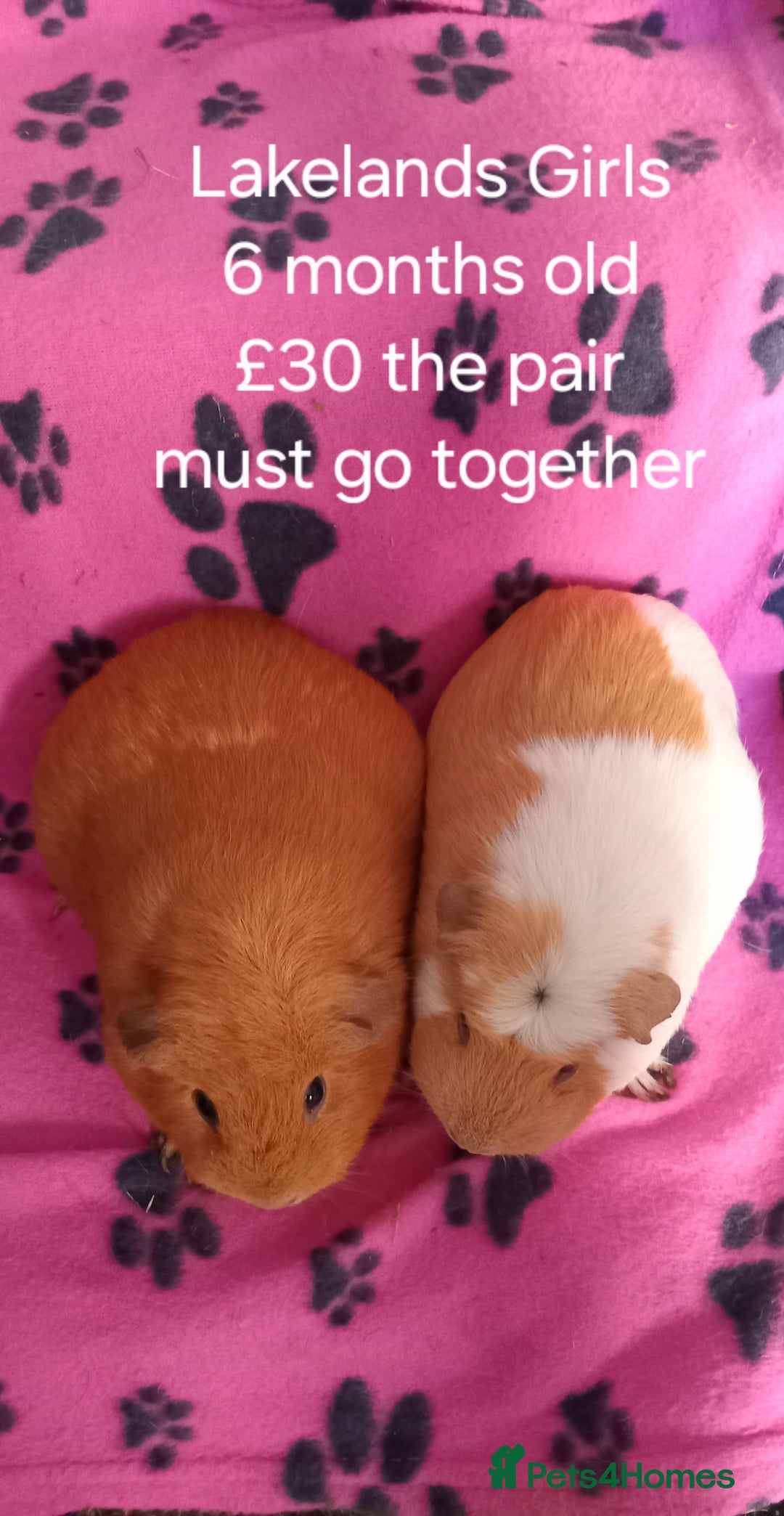 Guinea Pig rodents for sale: Skinnys Werewolfs & Lakelands Available Ready Now - Image 11
