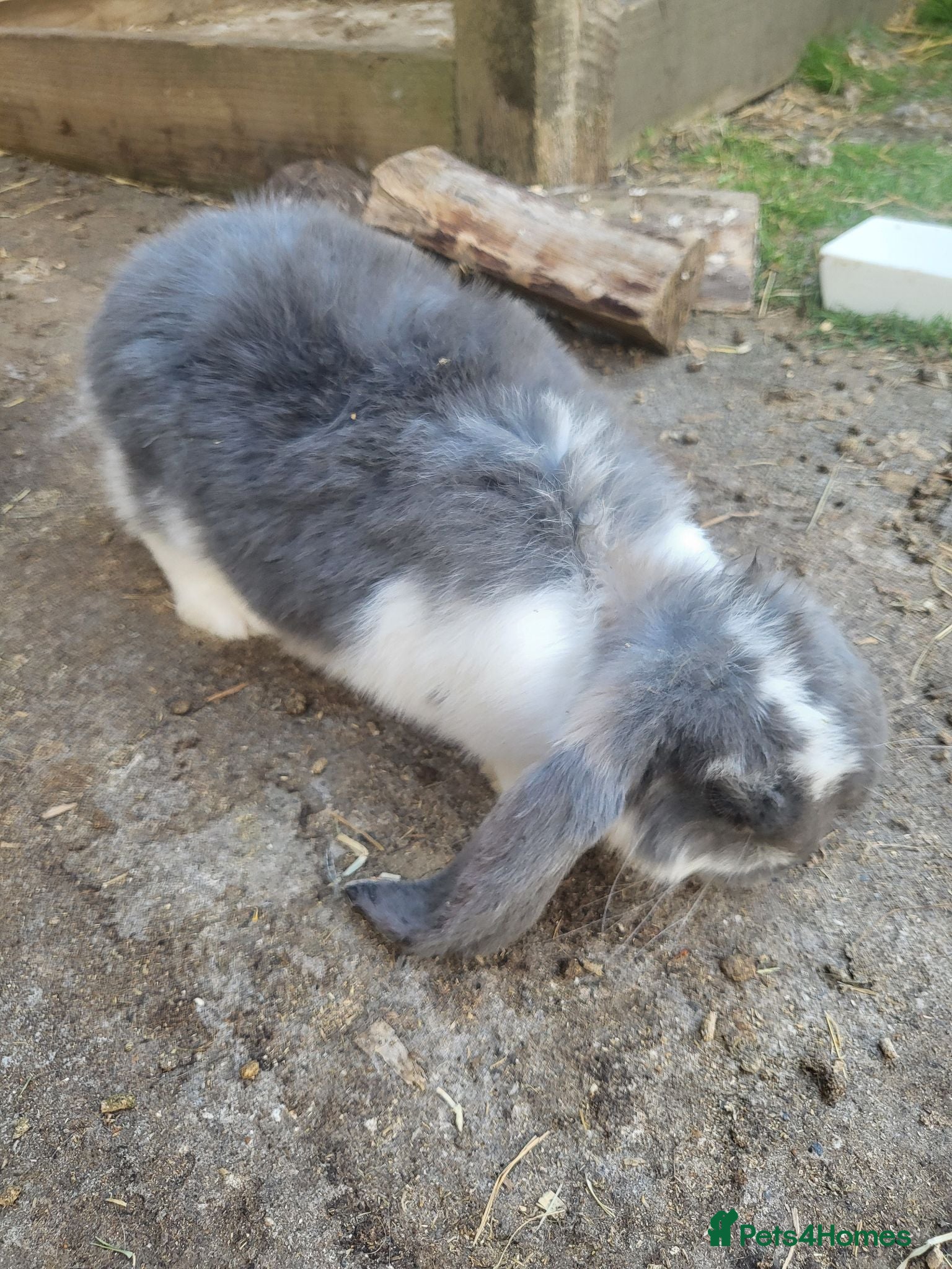 French Lop rabbits Giant french lops  - Advert 16