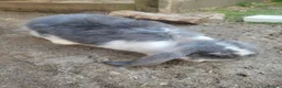 French Lop rabbits for sale: Giant french lops  - Advert 3