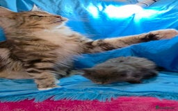 Maine Coon cats for sale: Ready December TICA beautiful Maine Coon Kittens  - Image 12