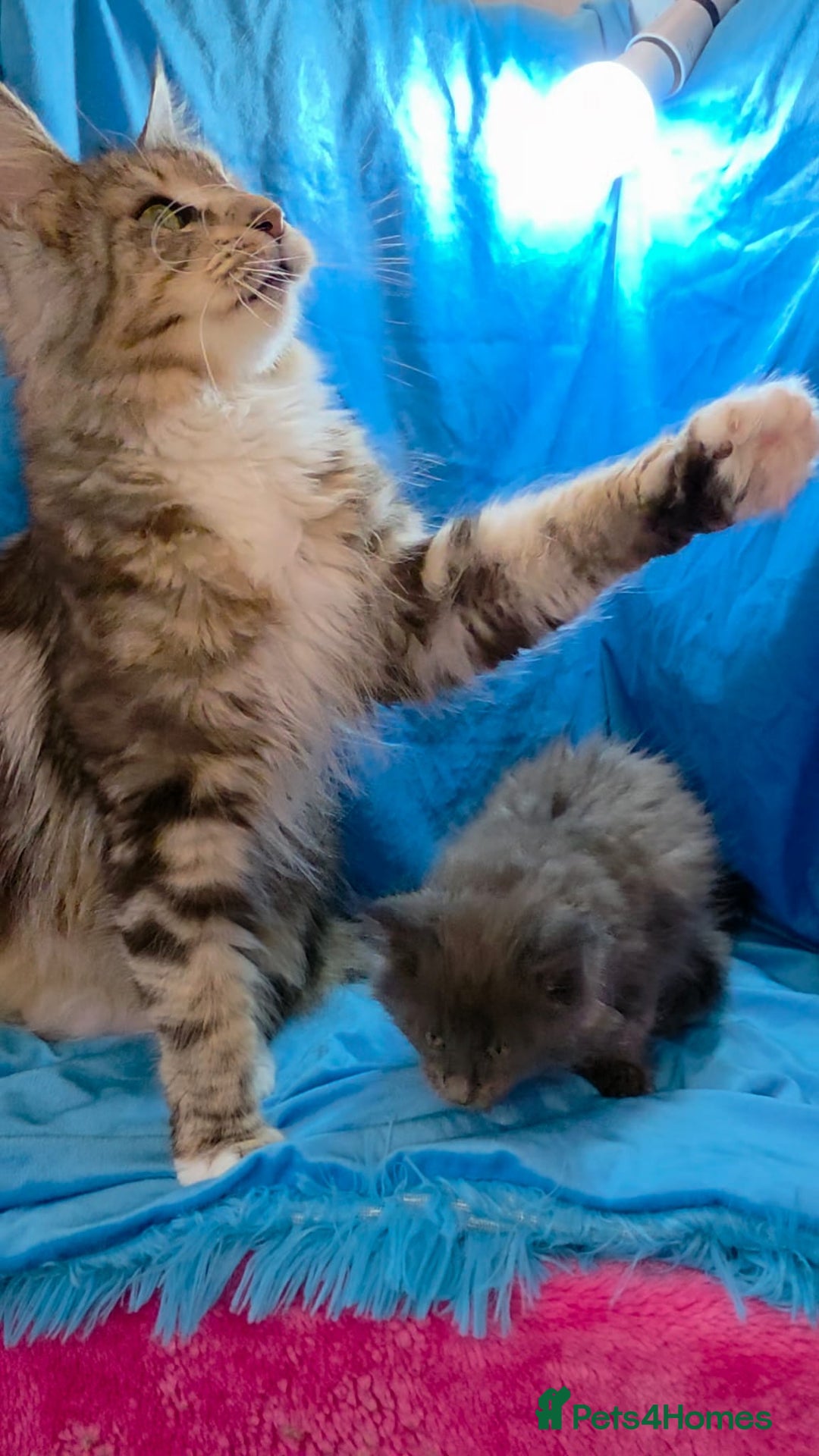 Maine Coon cats for sale: Ready December TICA beautiful Maine Coon Kittens  - Image 12