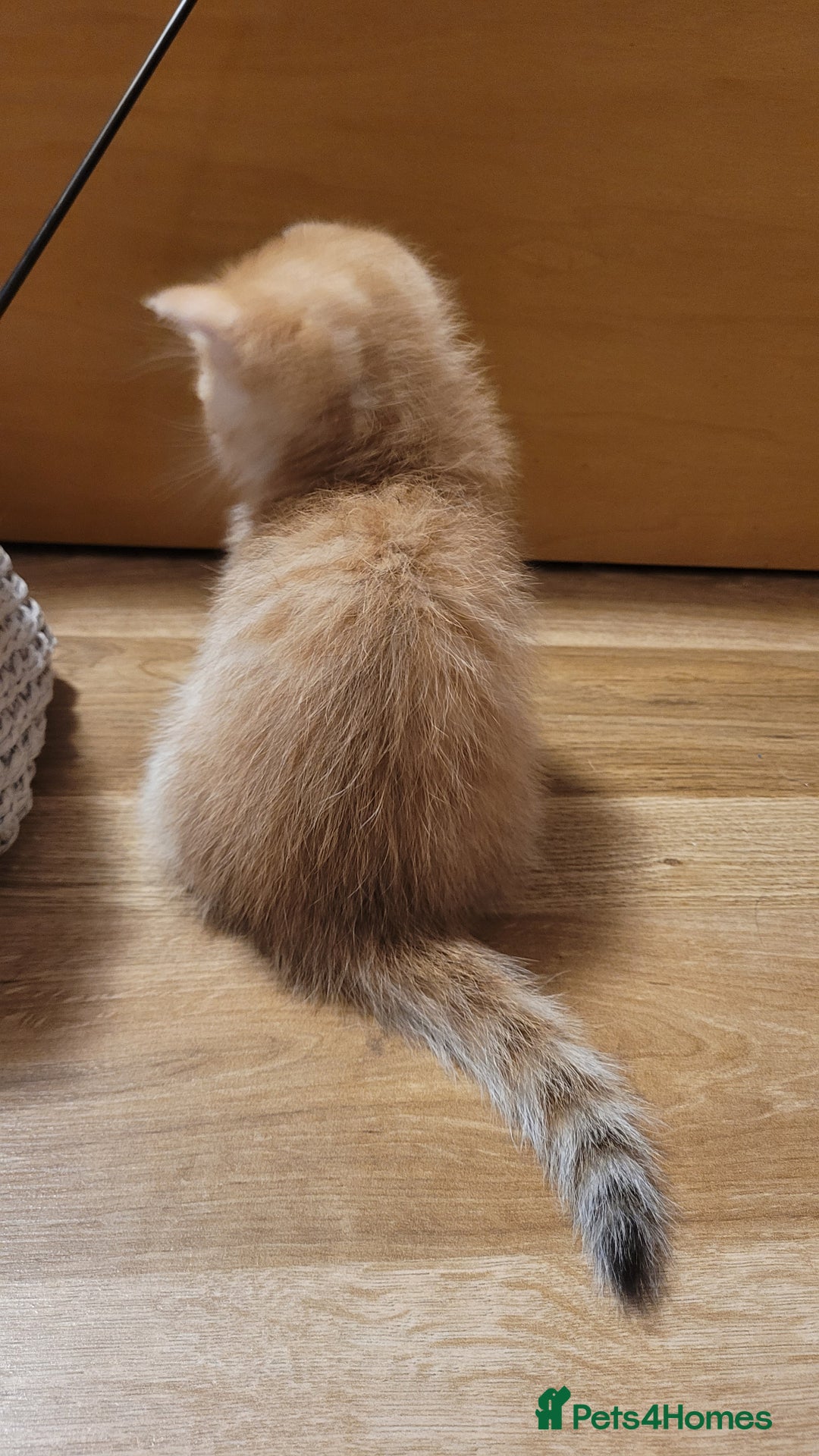 British Shorthair cats for sale: British shorthair kittens  - Image 6