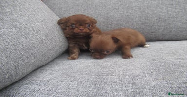 Chihuahua dogs - Advert 5