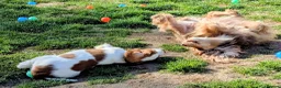 Cocker Spaniel dogs for sale: Beautiful KC Reg. Cocker Spaniels price reduced..  - Advert 9