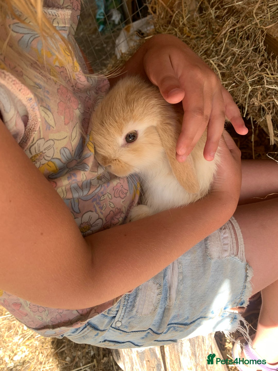 Mini Lop rabbits for sale: Beautiful Pure Bred Mini Lop Babies Available  - Image 2