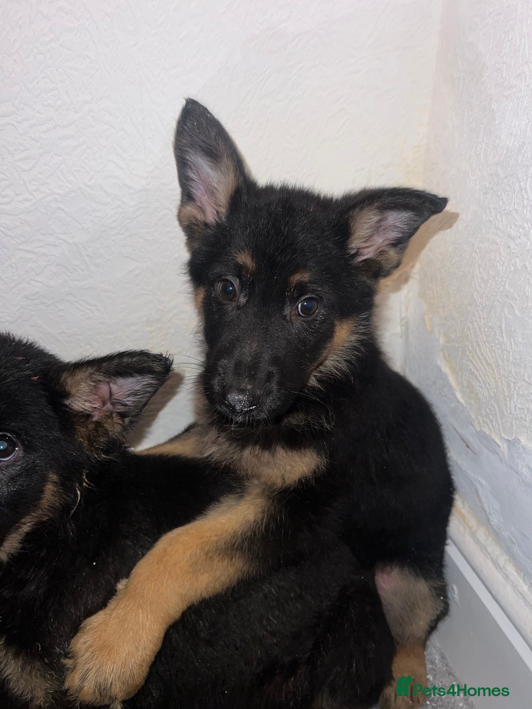 German Shepherd dogs for sale: German Shepherd puppies for sale - Advert 2