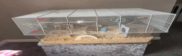 Hamster rodents for sale: Female Syrian hamster for sale.  - Advert 2