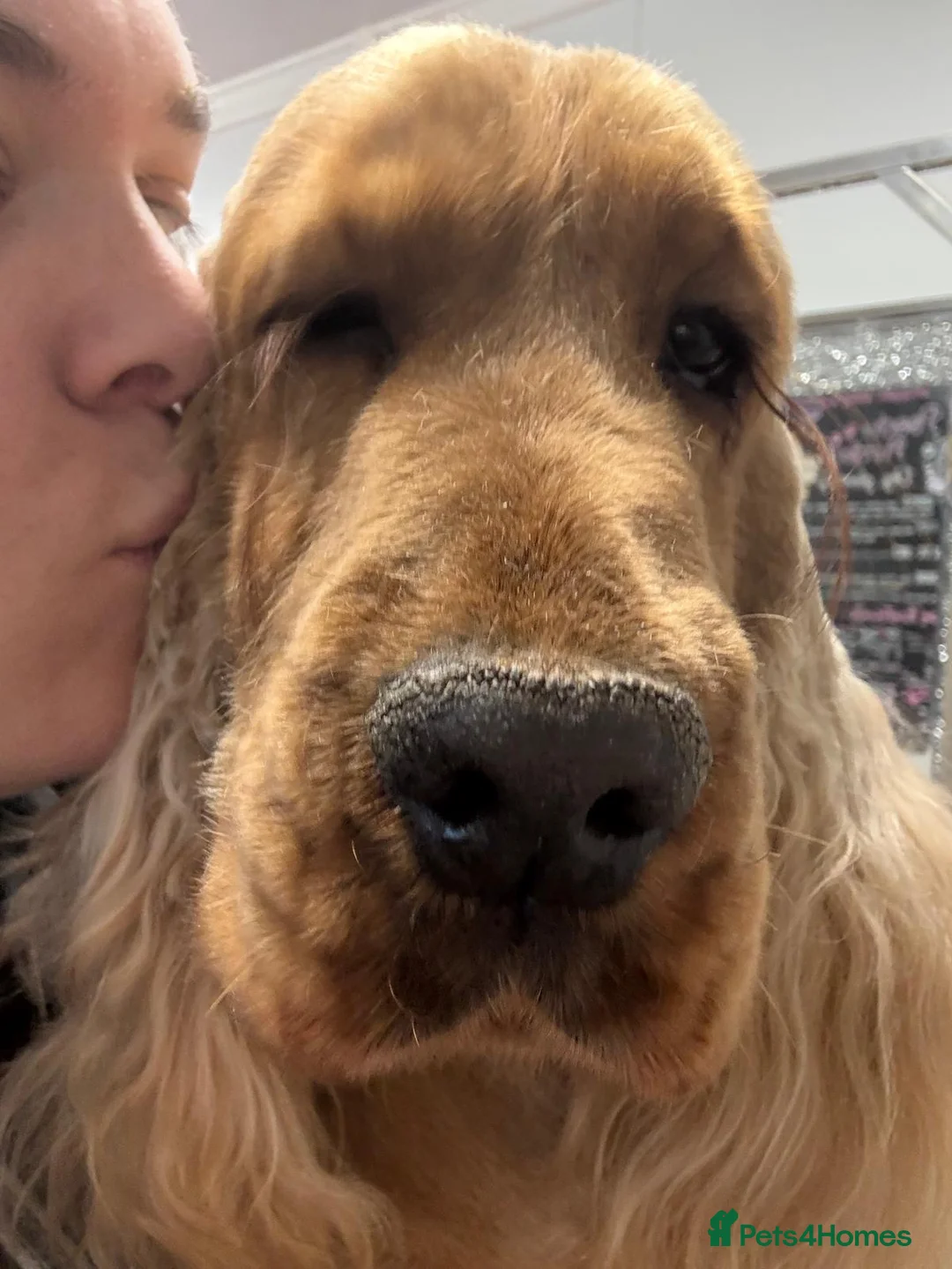 Cocker Spaniel dogs for sale: Retired golden show cocker Pablo - Advert 2