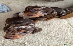 Miniature Dachshund dogs for sale: Miniature Dachshund puppies 7 weeks old  - Image 10