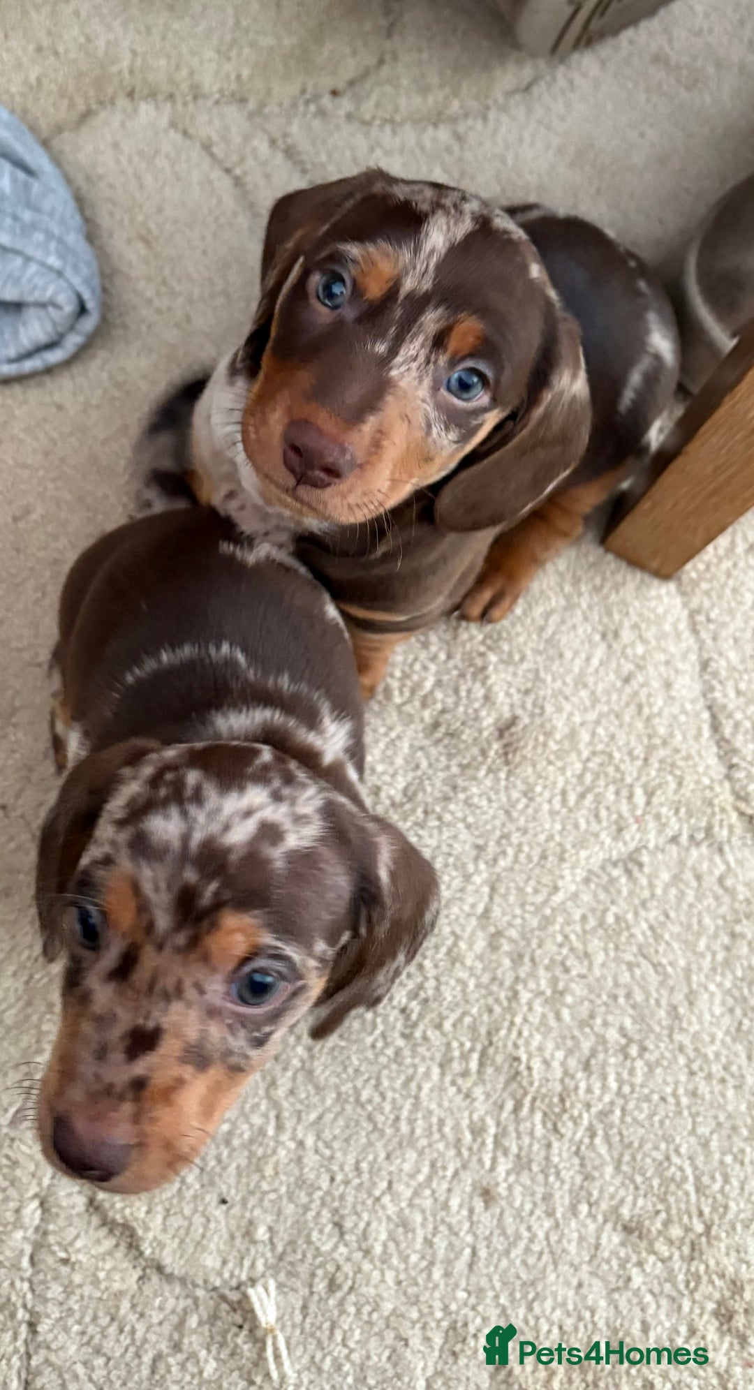 Miniature Dachshund dogs for sale: Miniature Dachshund puppies 7 weeks old  - Image 10