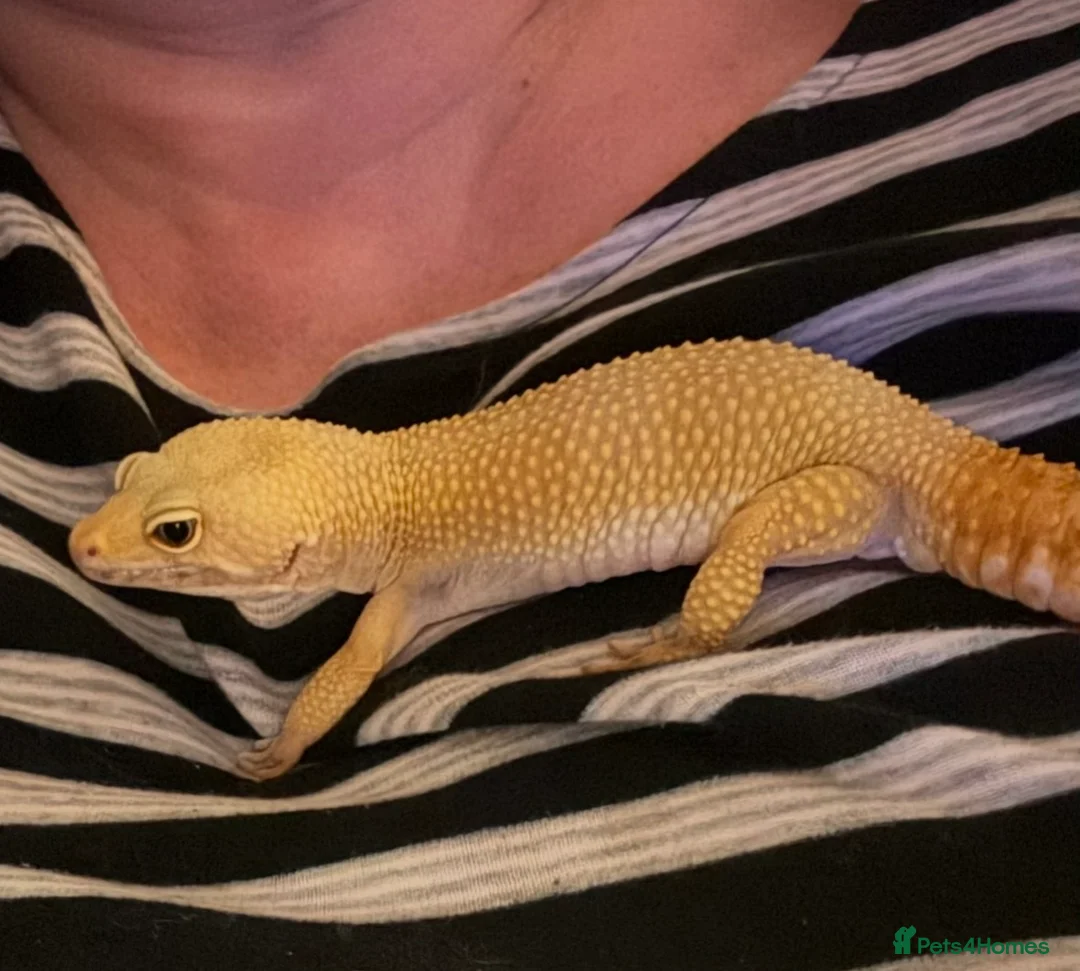 Leopard Gecko reptiles for sale: Stunning Leopard Gecko  - Advert 2