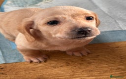 Miniature Dachshund dogs for sale: Miniature dachshund puppies  - Advert 11