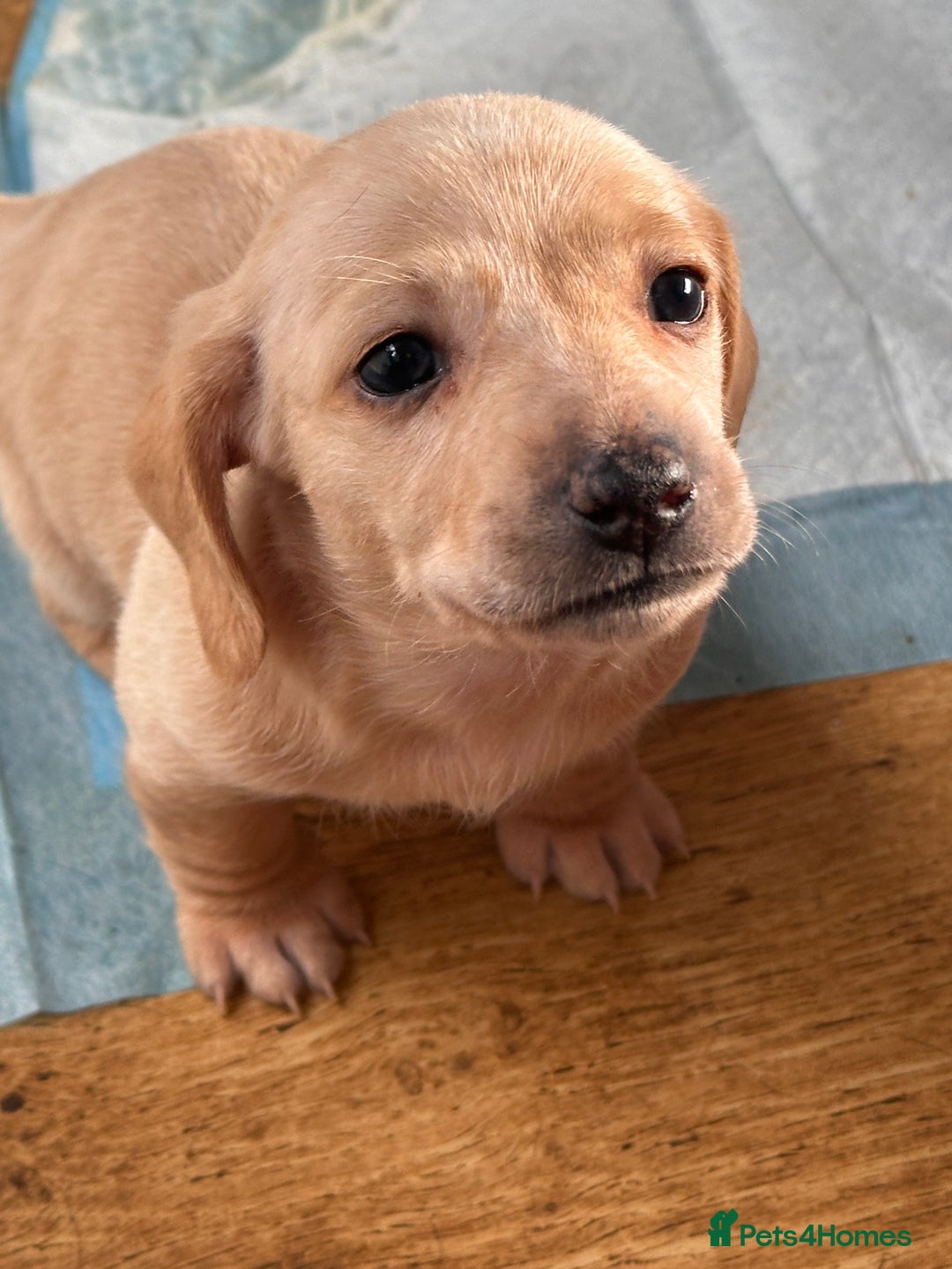 Miniature Dachshund dogs for sale: Miniature dachshund puppies  - Advert 11