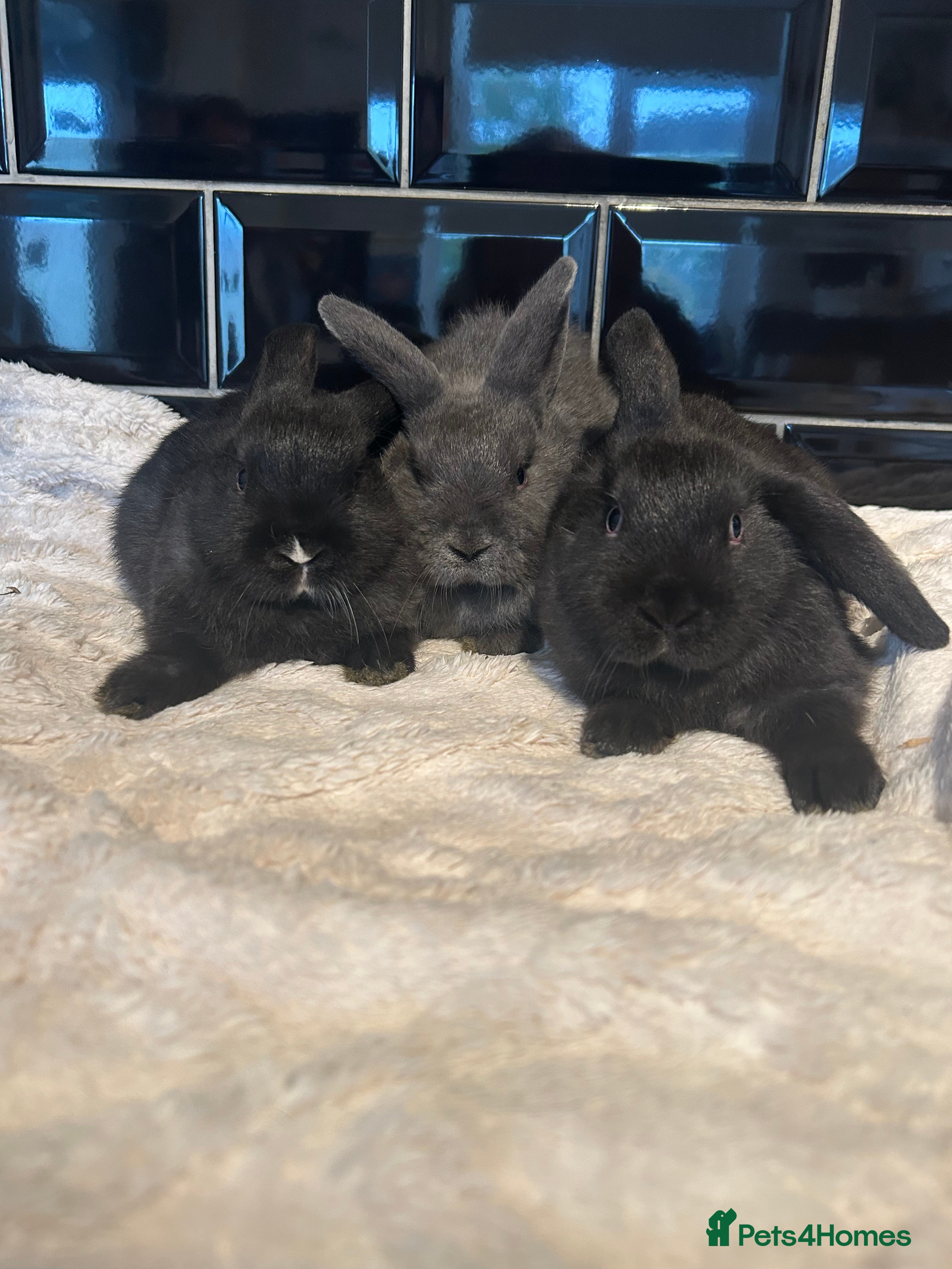Mini Lop rabbits 3 beautiful mini lop babies  - Advert 16