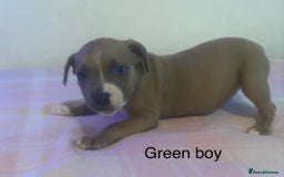 Staffordshire Bull Terrier dogs for sale: Beautiful coloured staffies - Image 12