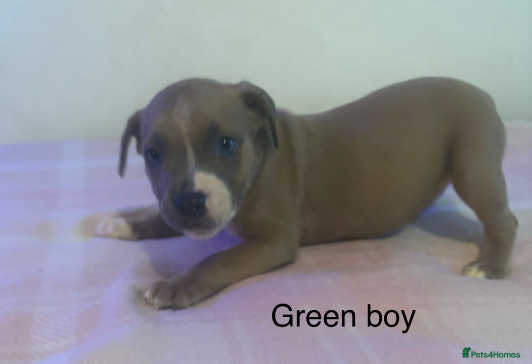 Staffordshire Bull Terrier dogs for sale: Beautiful coloured staffies - Image 12