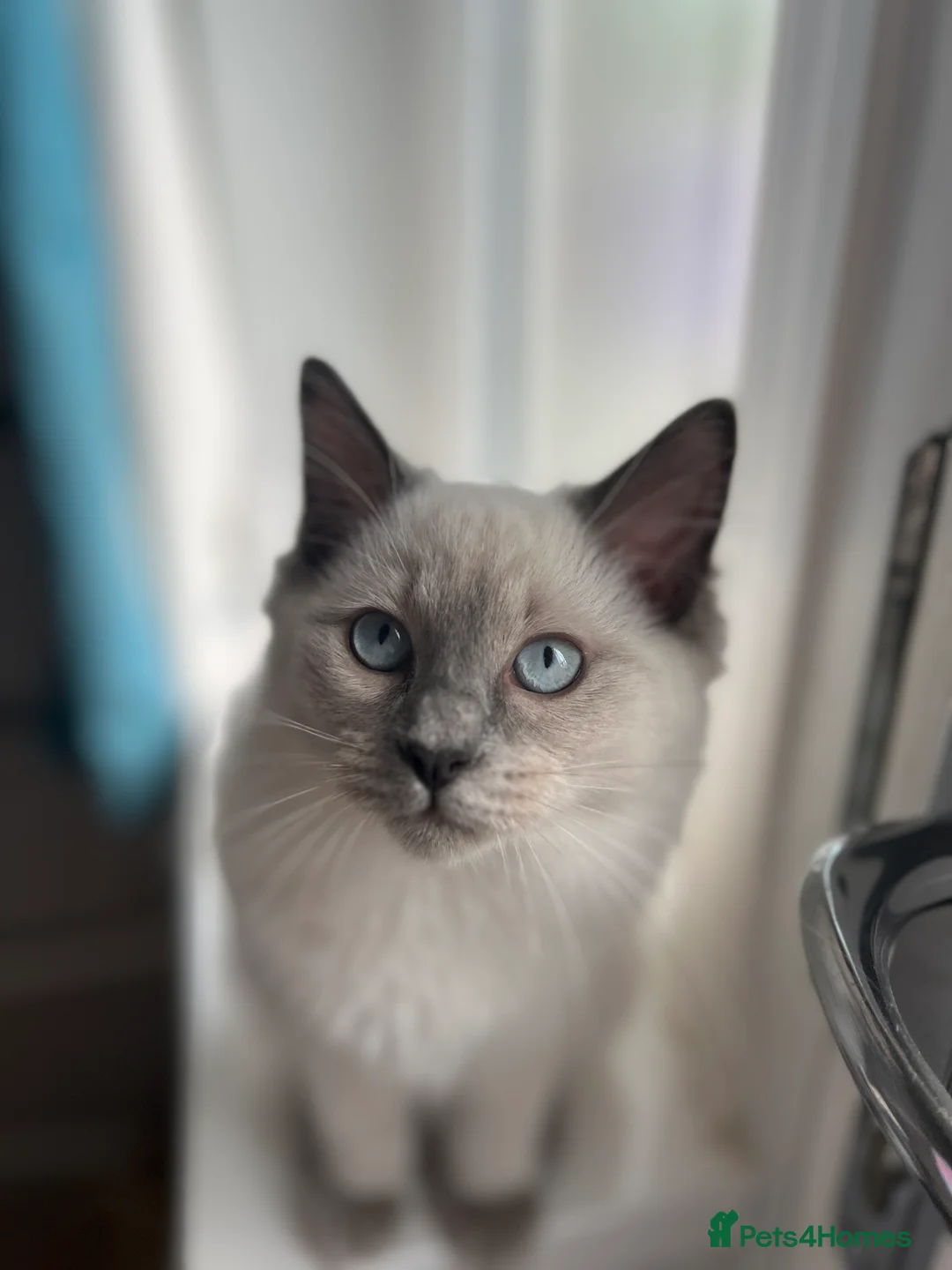 Ragdoll cats for sale: Must go together - 2 best friend female cats - Advert 14