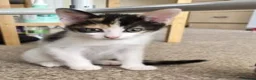 Mixed Breed cats for sale: Kittens looking for new home. - Advert 4