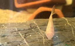 Corys fish for sale: Albino corys. Beautiful iridescent colour - Image 9