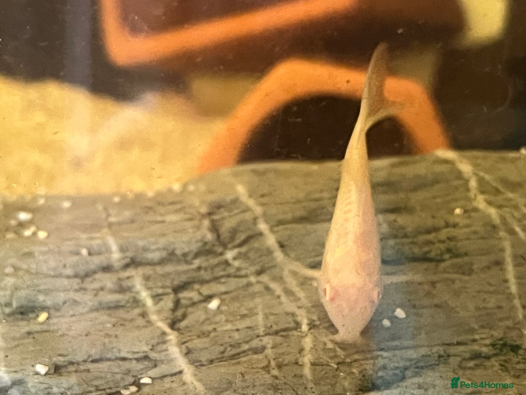 Corys fish for sale: Albino corys. Beautiful iridescent colour - Image 9