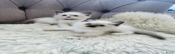 Ragdoll cats for sale: Ragdoll pure breed kittens!!! - Advert 19