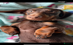 Dachshund dogs for stud: Doddie choc and tan dachshund - Image 3
