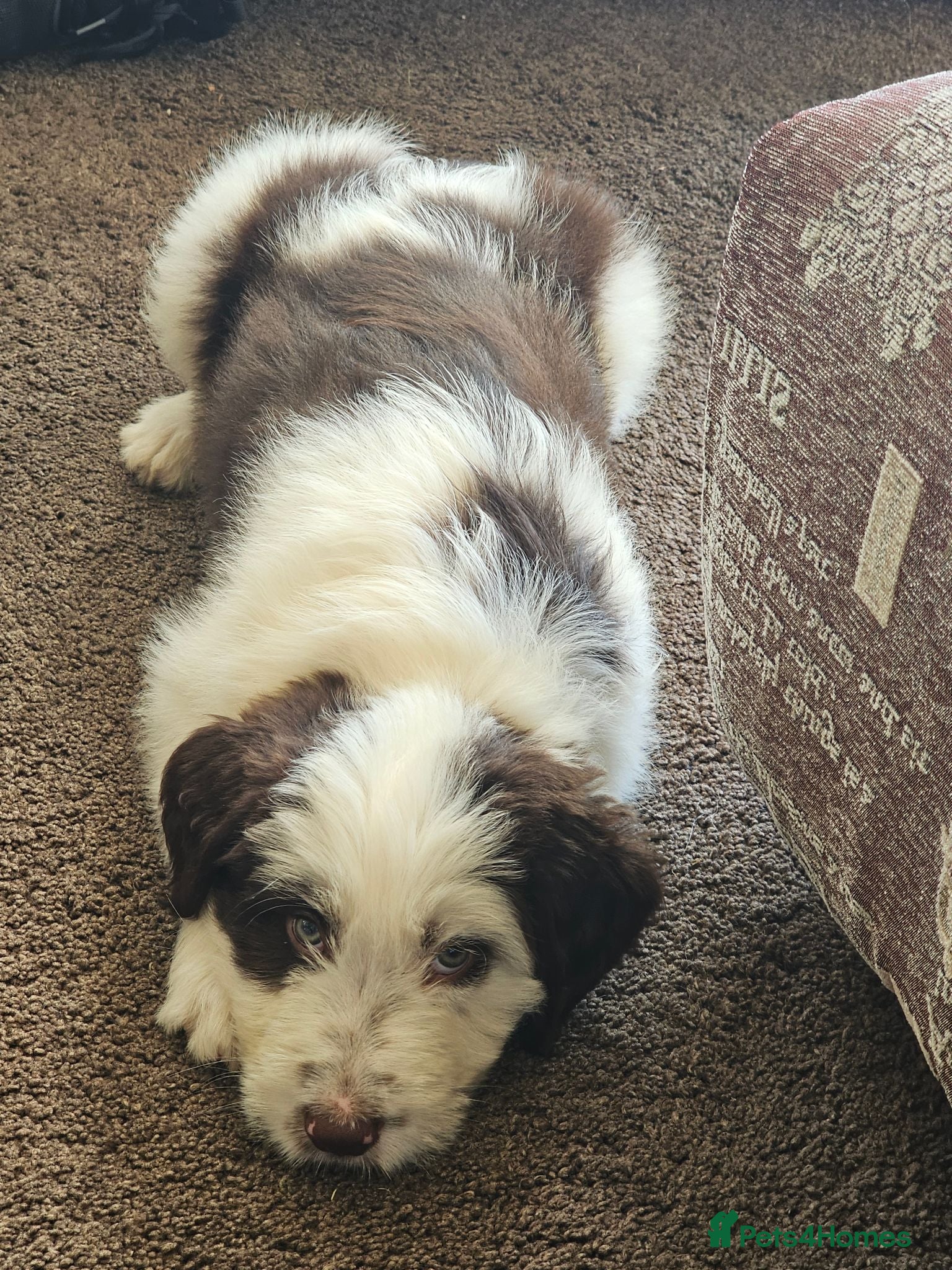 Mixed Breed dogs Handsome Black/white and brown/white boy puppies - Advert 2