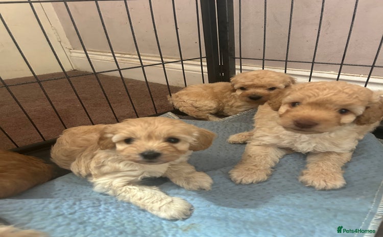 Cockapoo dogs - Advert 2