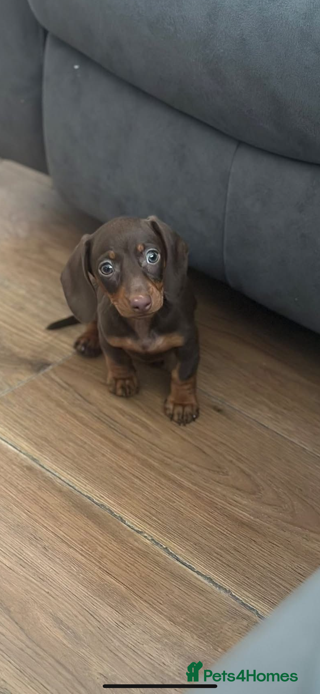Miniature Dachshund dogs for sale: Mini dachshund pups (true real mini’s) - Image 2