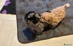 Cockapoo dogs for sale: Miniature cockapoo puppies Merle and Apricot - Image 13