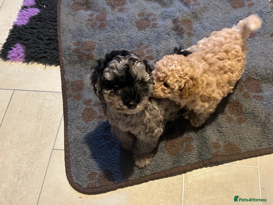 Cockapoo dogs for sale: Miniature cockapoo puppies Merle and Apricot - Image 13