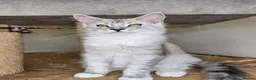 Maine Coon cats for sale: Ready now Silver with white Maine Coon kittens - Advert 26