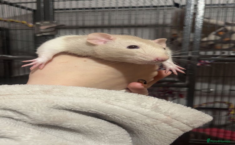 Rat rodents - Advert 1